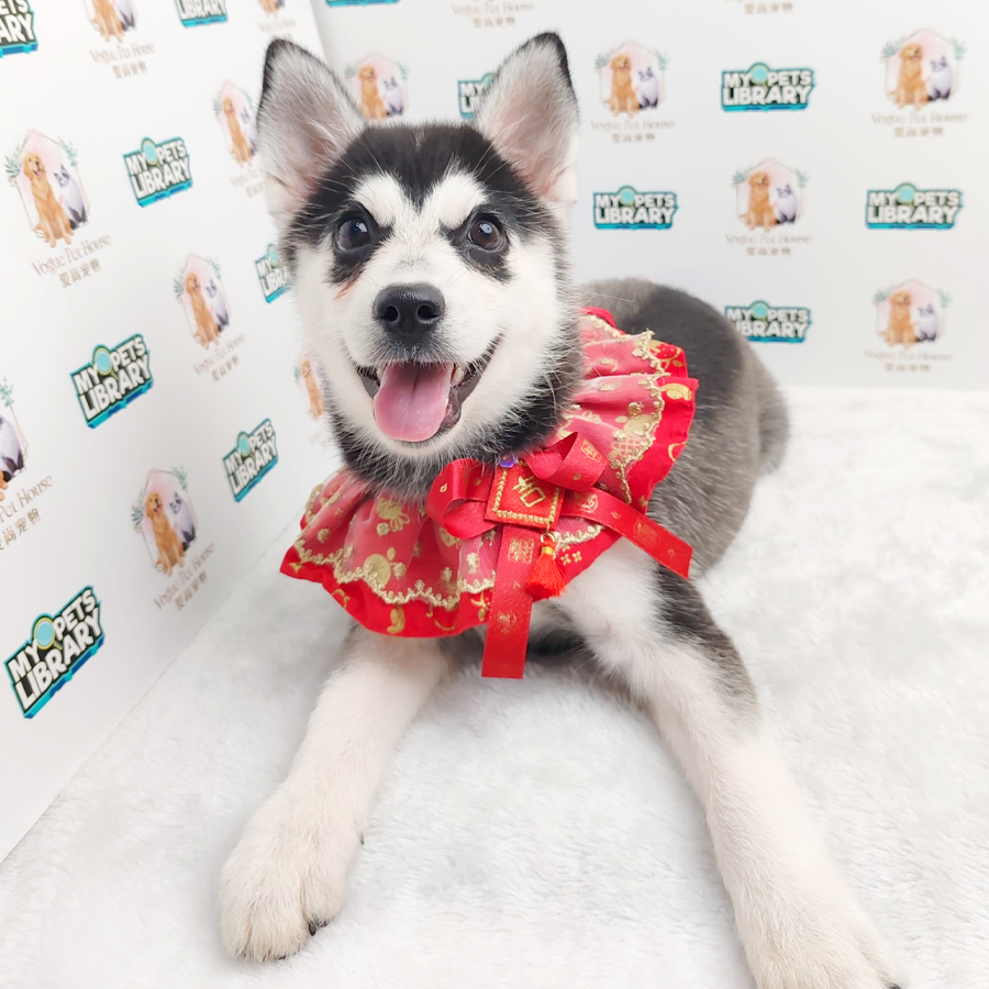 Pomsky Puppy (Female) For Sale