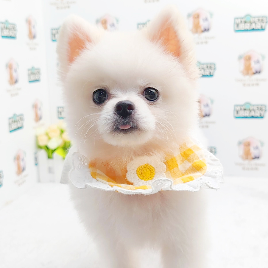 Pomeranian Puppy (Female) For Sale