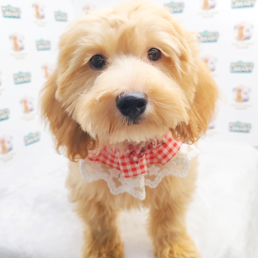 Toy Poodle Puppy (Female) For Sale