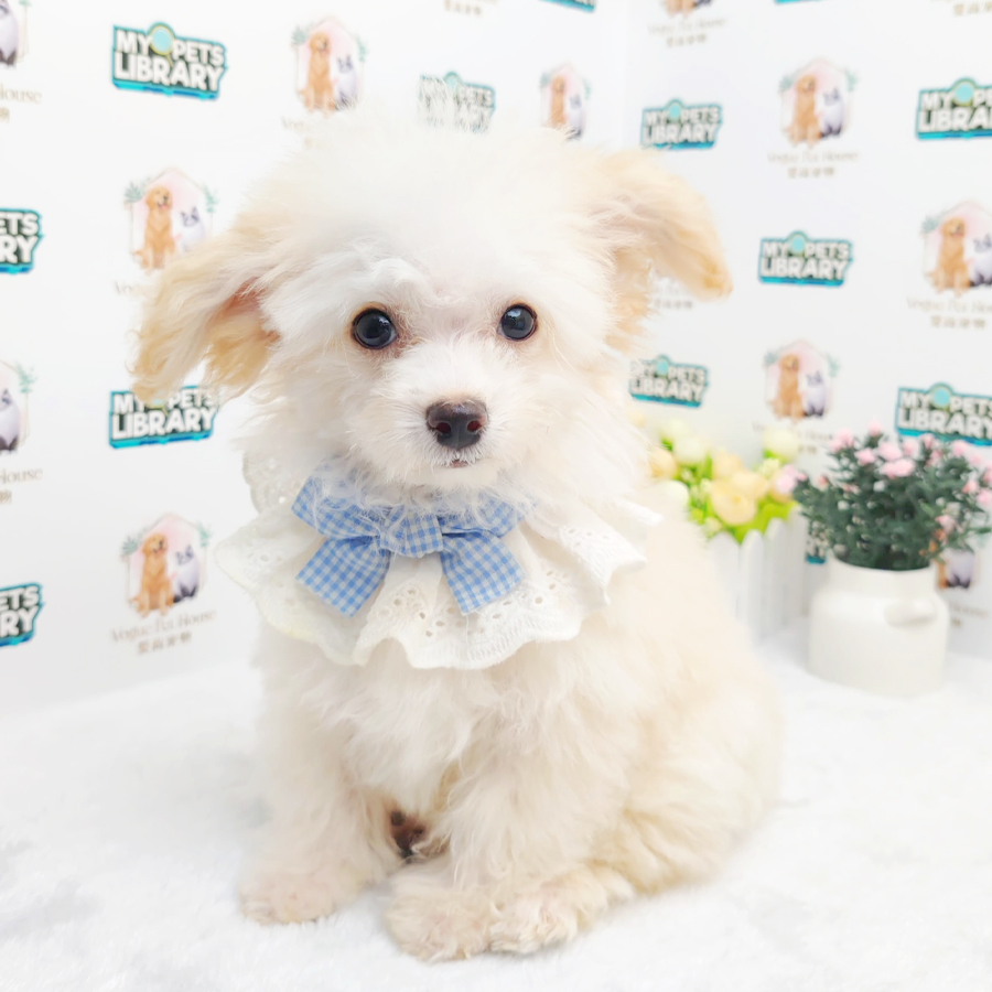 Toy Poodle Puppy (Male) For Sale