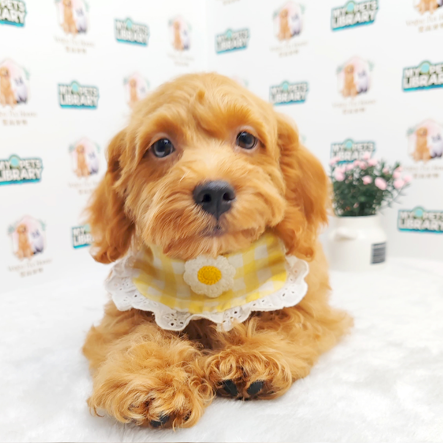 Toy Poodle Puppy (Male) For Sale