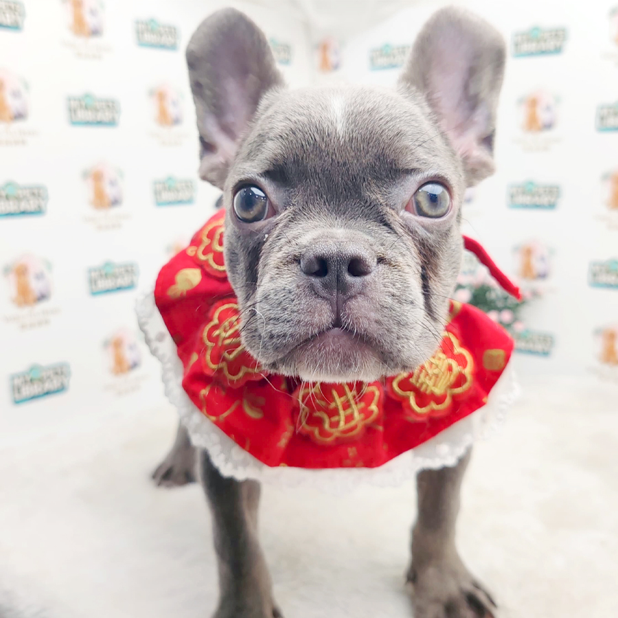 French Bulldog Puppy (Male) For Sale