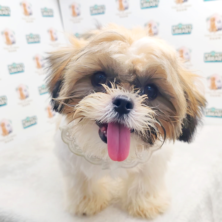 Shih Tzu Puppy (Male) For Sale