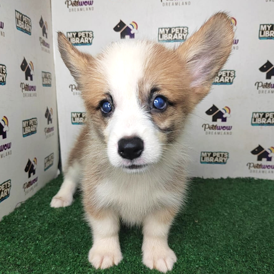 Pembroke Welsh Corgi Puppy (Female) For Sale