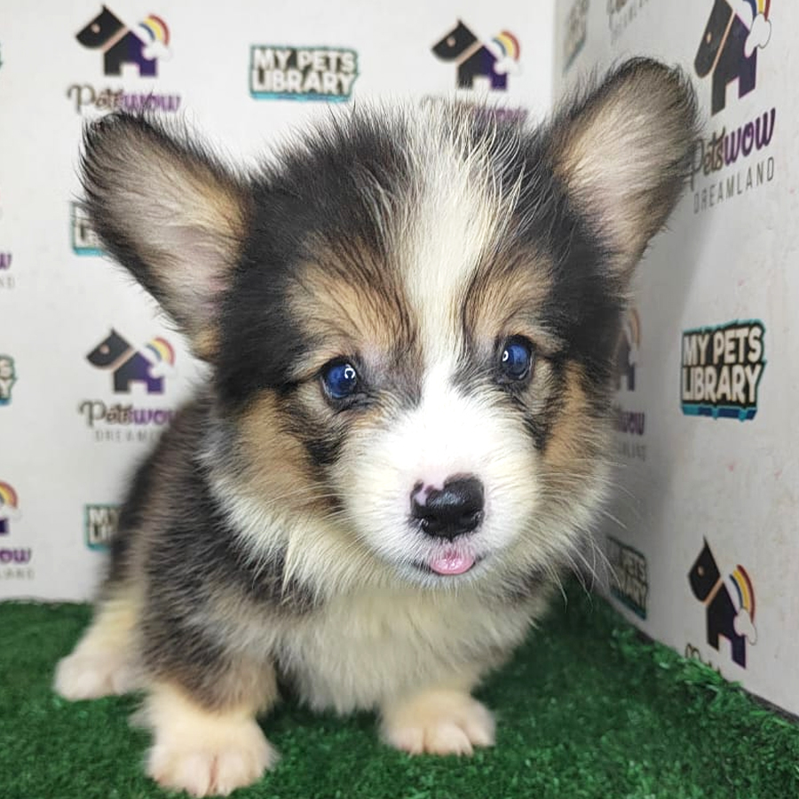 Pembroke Welsh Corgi Puppy (Female) For Sale