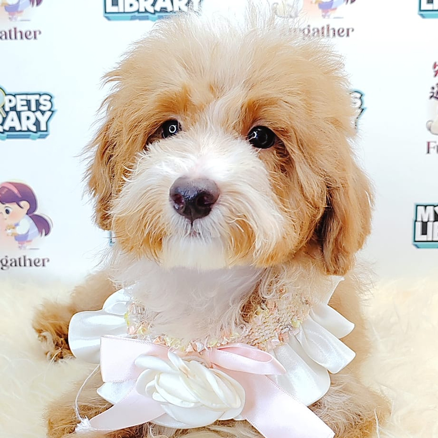 Maltipoo Puppy (Male) For Sale