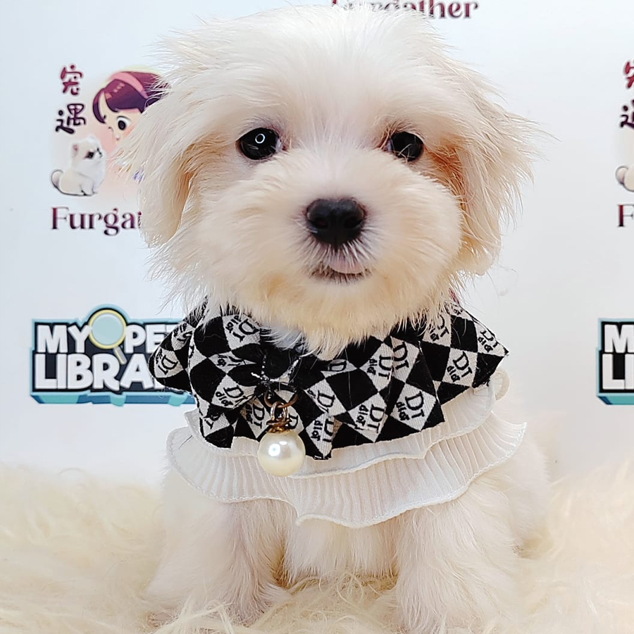 Tiny Maltese Puppy (Male) For Sale