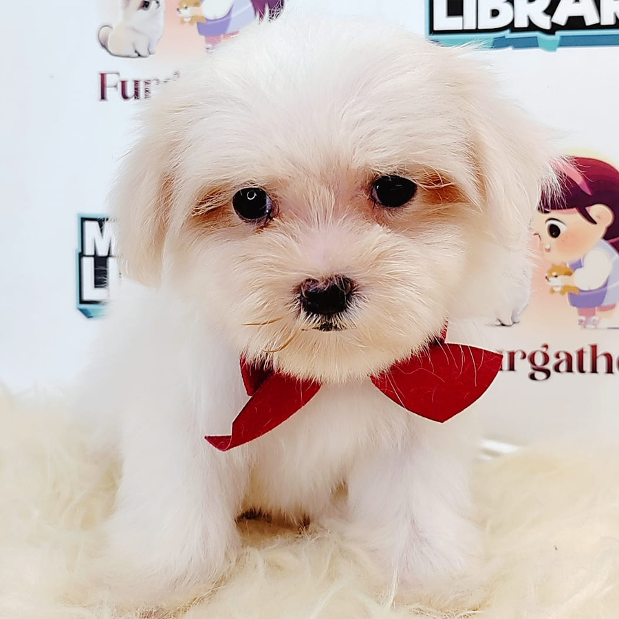 Tiny Maltese Puppy (Female) For Sale