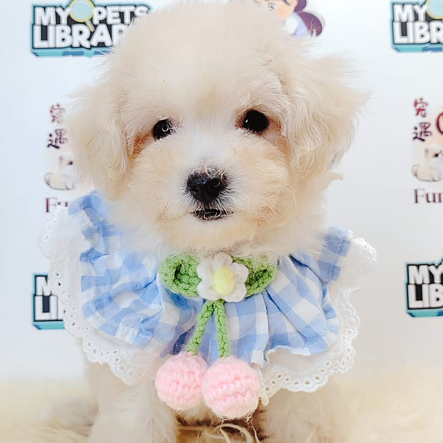 Tiny Toy Poodle Puppy (Female) For Sale