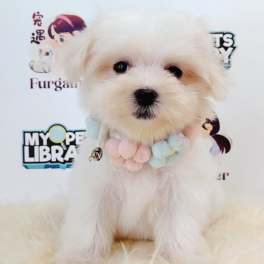 Tiny Maltese Puppy (Female) For Sale