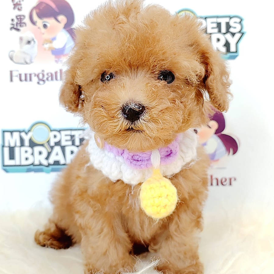 Tiny Toy Poodle Puppy (Female) For Sale