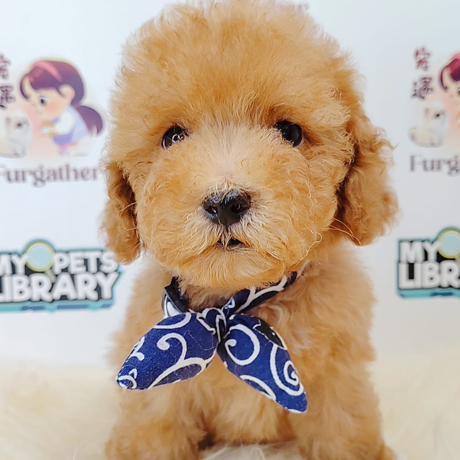 Tiny Toy Poodle Puppy (Male) For Sale
