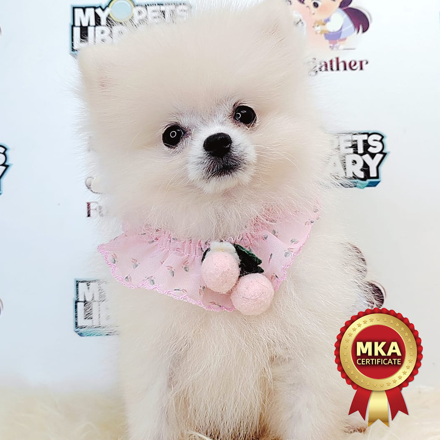 MKA Pomeranian Puppy (Female) For Sale