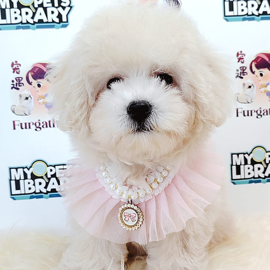 Tiny Toy Poodle Puppy (Male) For Sale