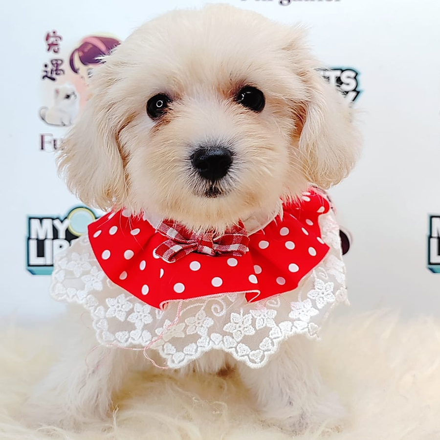 Maltipoo Puppy (Female) For Sale