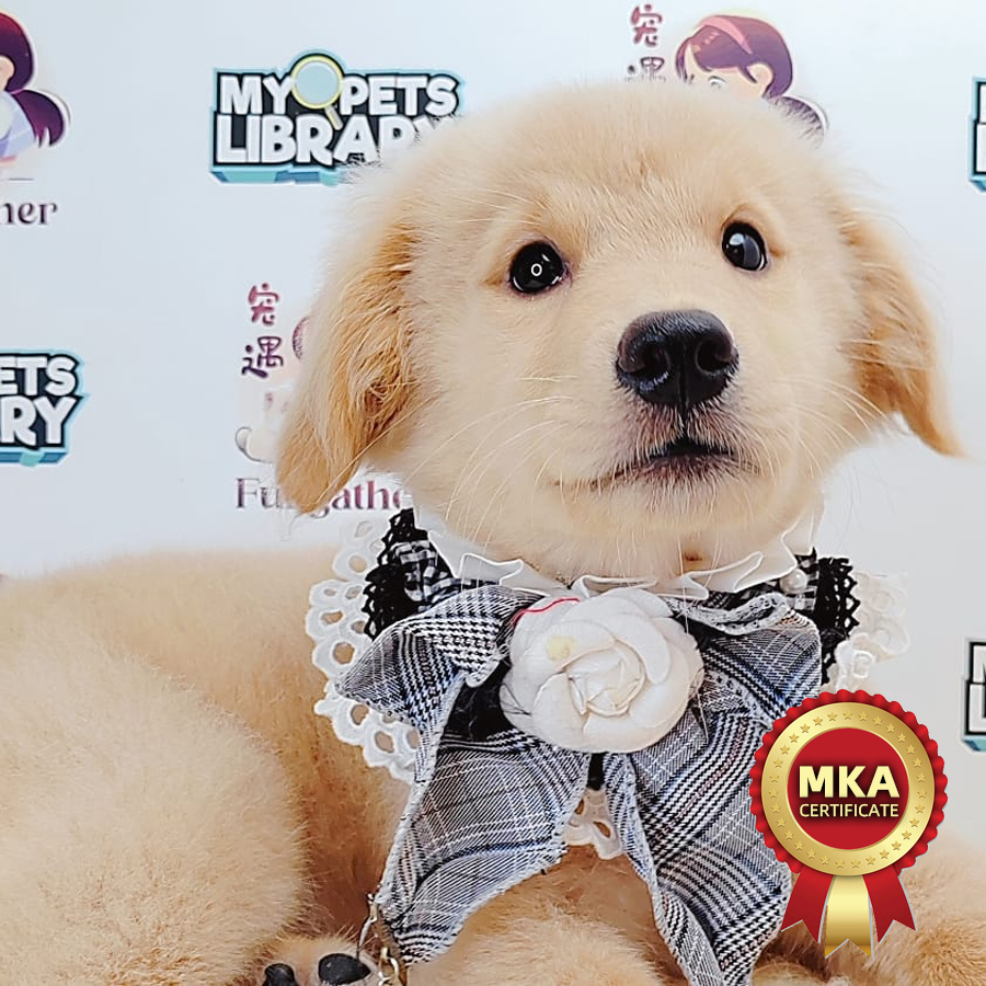 MKA Golden Retriever Puppy (Female) For Sale