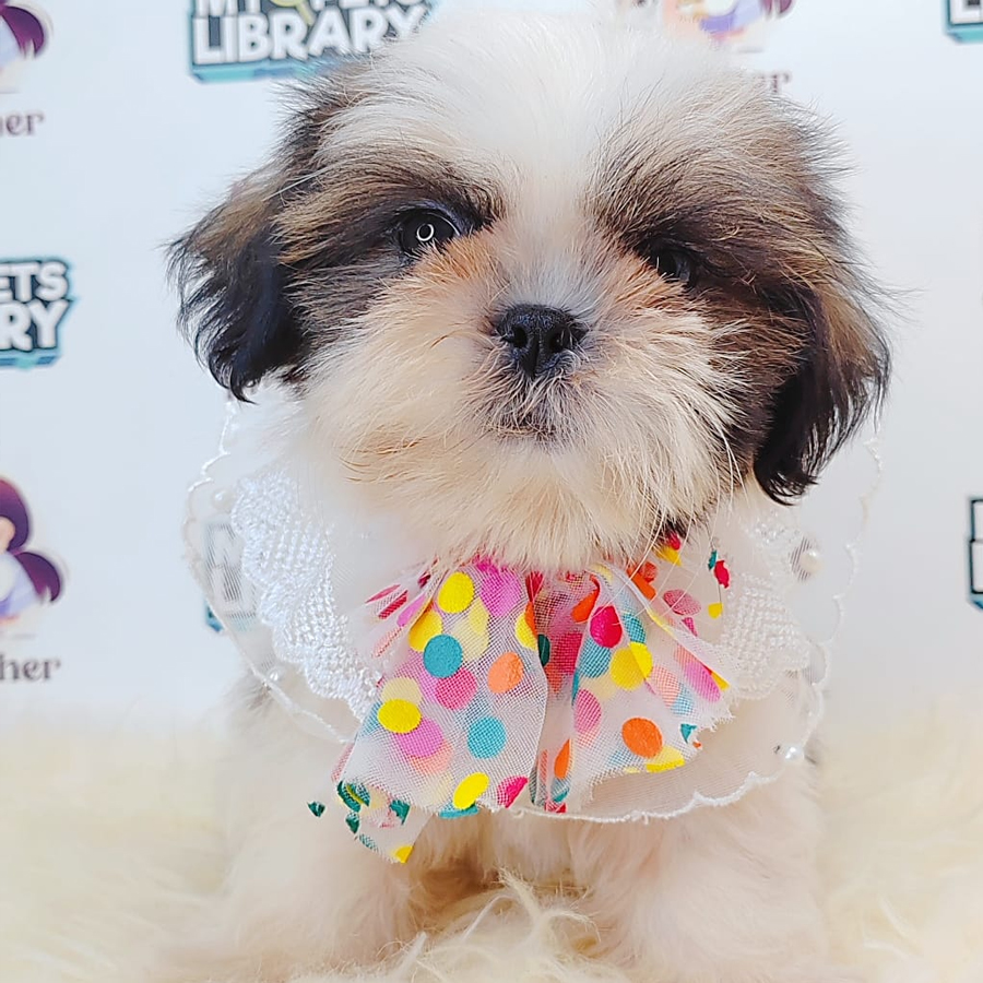 Shih Tzu Puppy (Male) For Sale