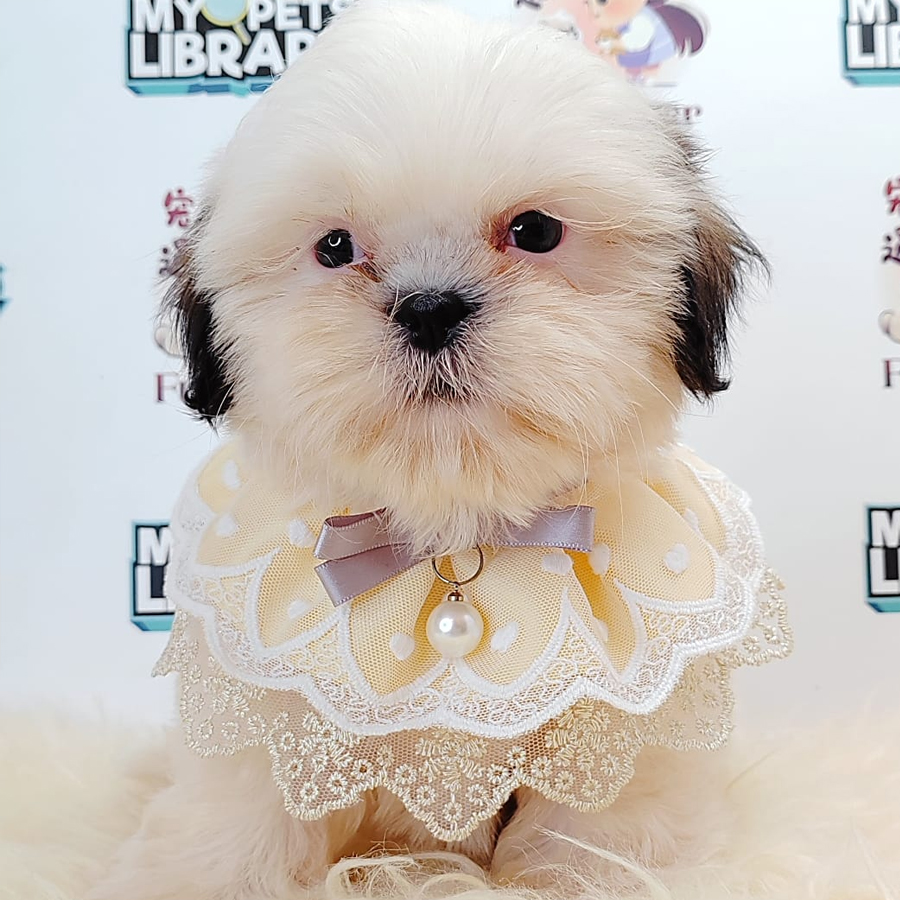 Shih Tzu Puppy (Female) For Sale