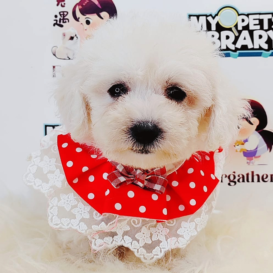Maltipoo Puppy (Male) For Sale