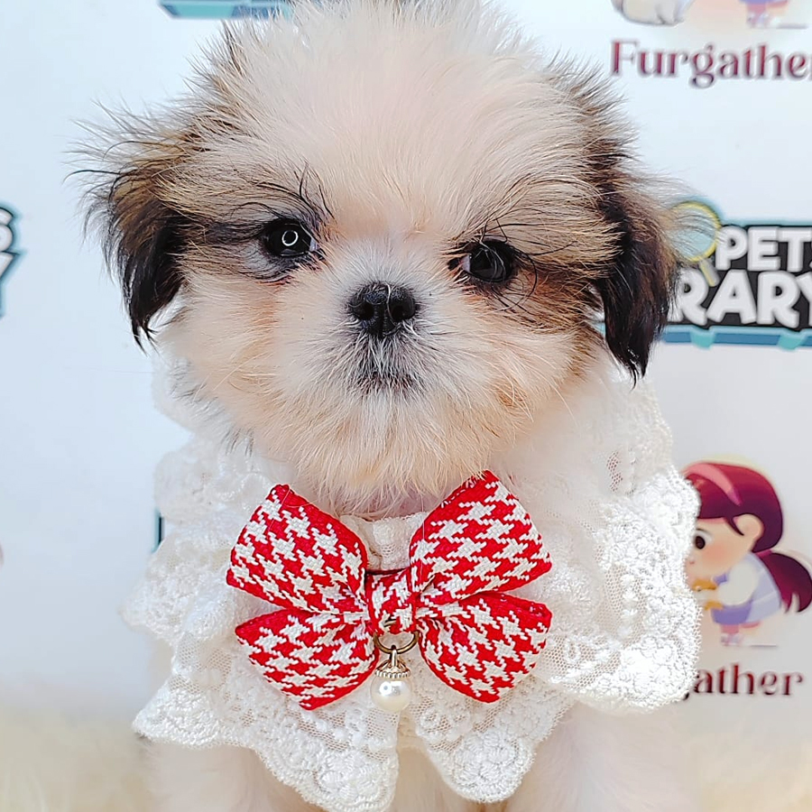 Shih Tzu Puppy (Female) For Sale