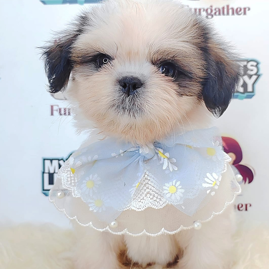 Shih Tzu Puppy (Male) For Sale