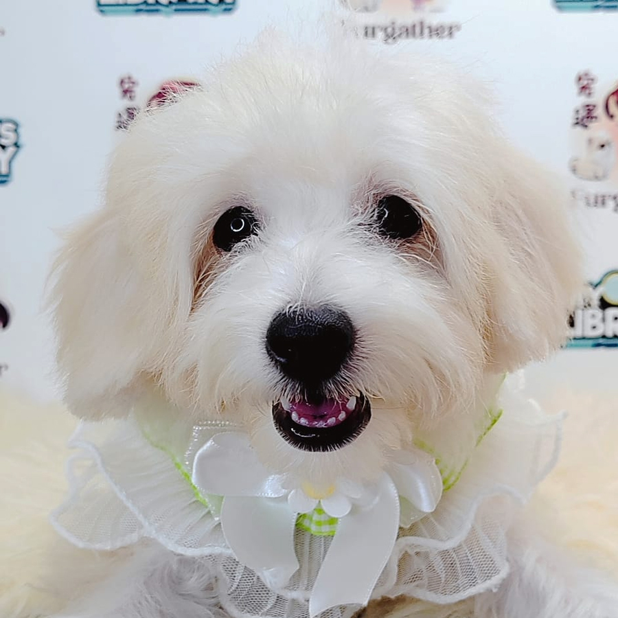 Maltipoo Puppy (Male) For Sale