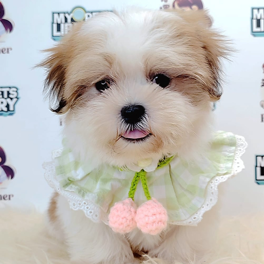 Shih Tzu Puppy (Male) For Sale