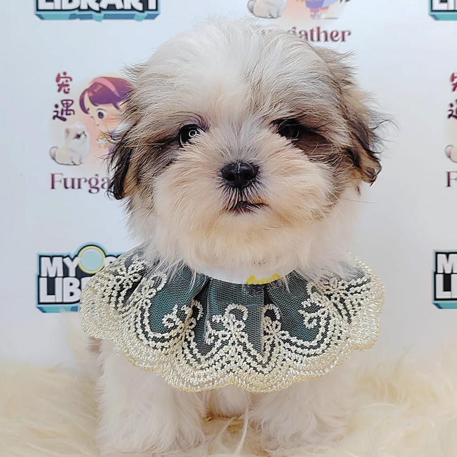 Shih Tzu Puppy (Male) For Sale