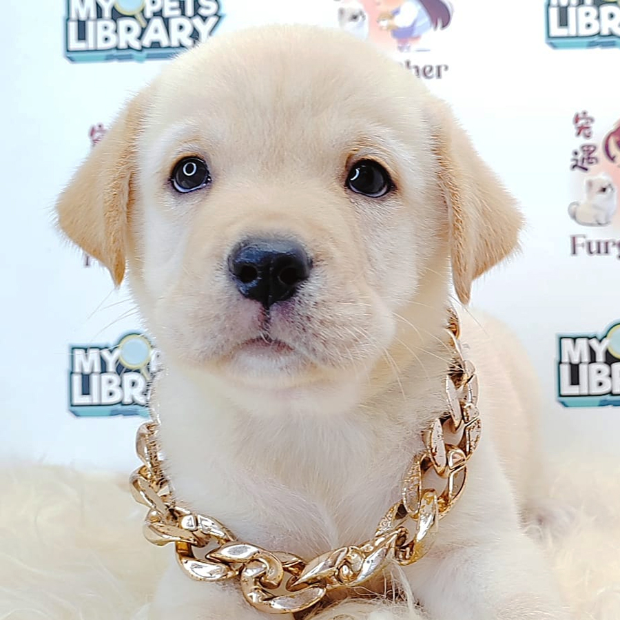 Labrador Retriever Puppy (Male) For Sale