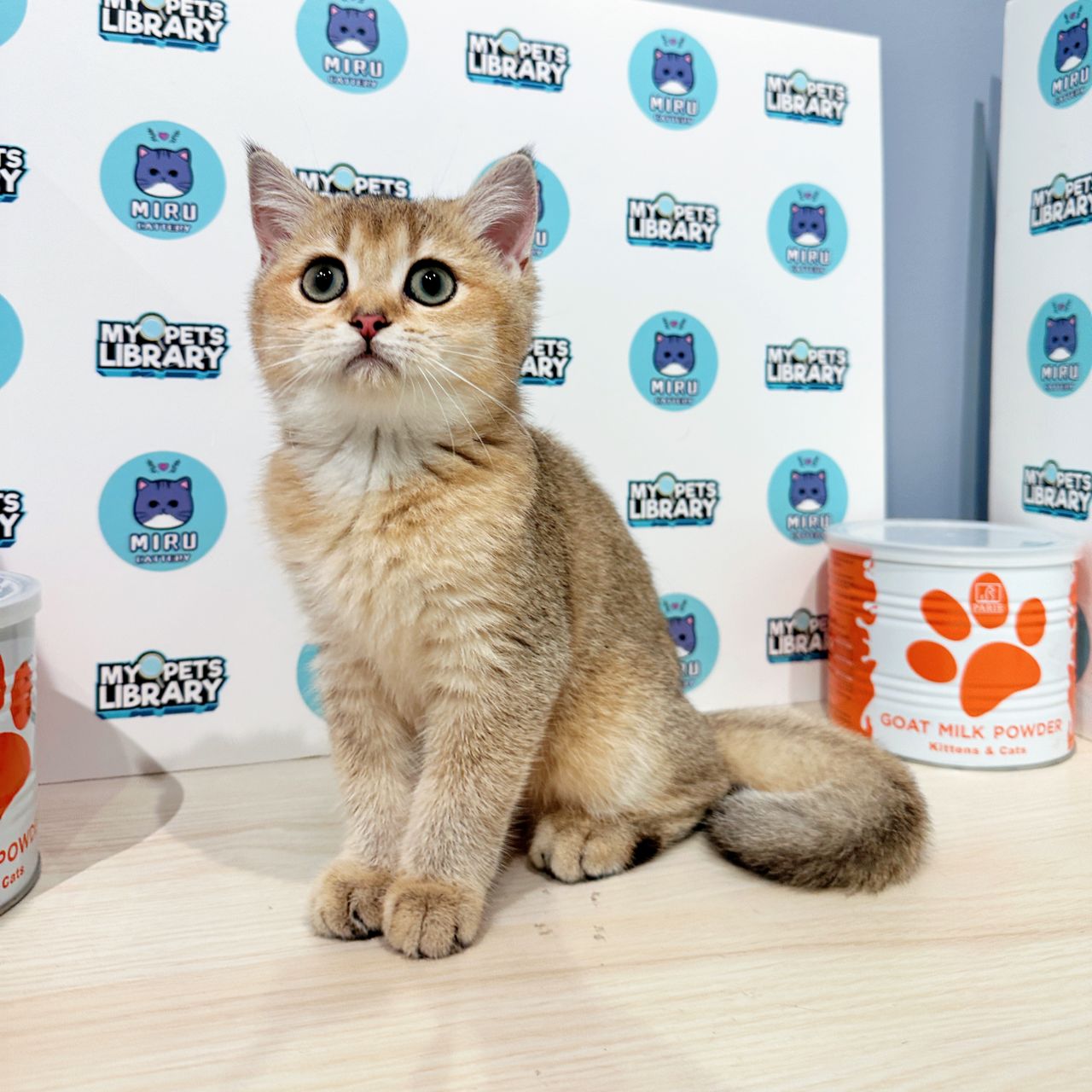 British Shorthair Kitten (Female) For Sale