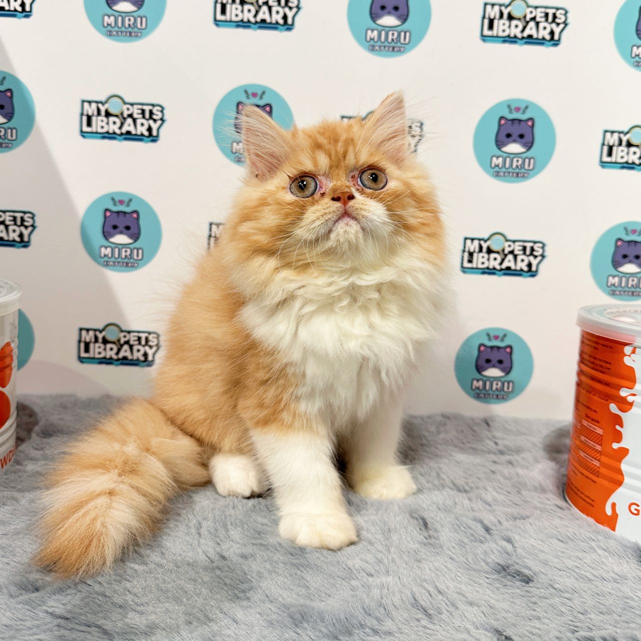 Persian Kitten (Male) For Sale