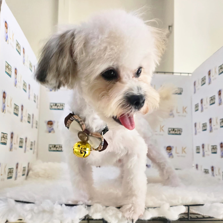 Maltipoo Puppy (Male) For Sale
