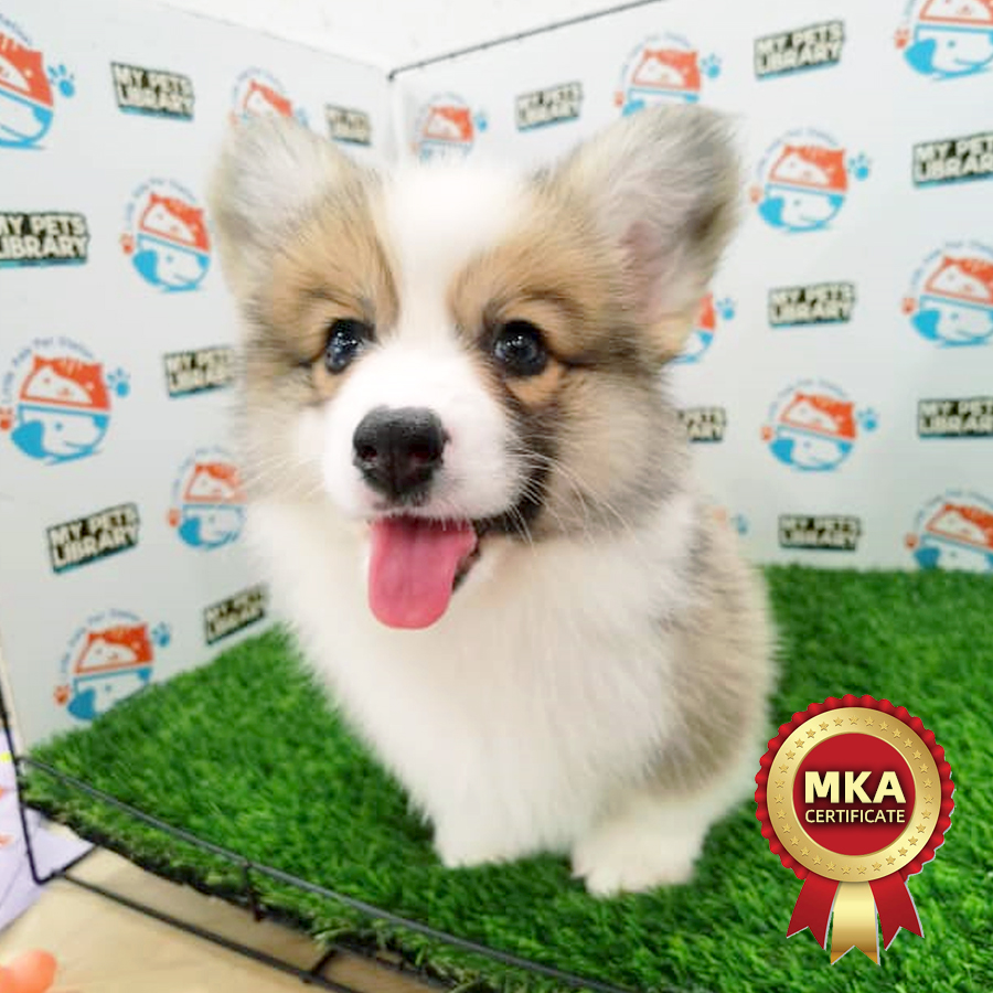 MKA Welsh Corgi Puppy (Male) For Sale