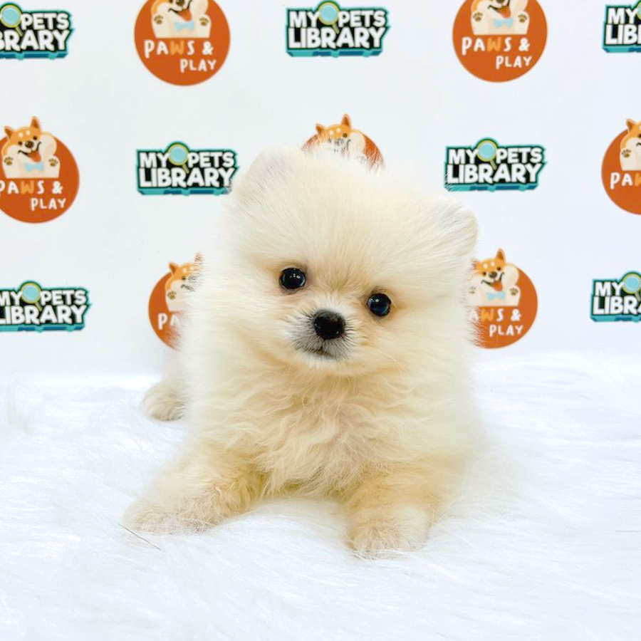 Pomeranian Puppy (Male) For Sale