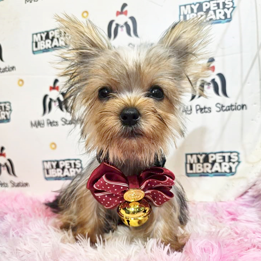 Tiny Yorkshire Terrier Puppy (Female) For Sale