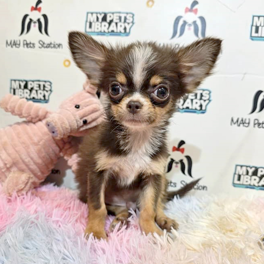 Long Coat Chihuahua Puppy (Male) For Sale
