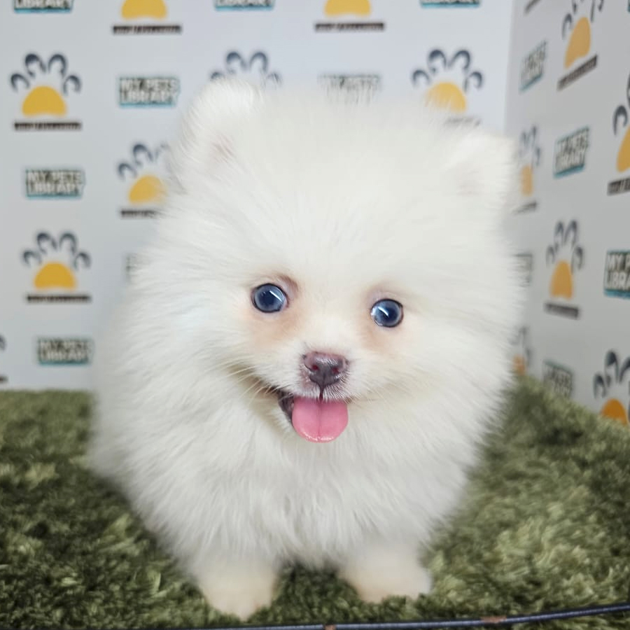 Tiny Pomeranian Puppy (Male) For Sale