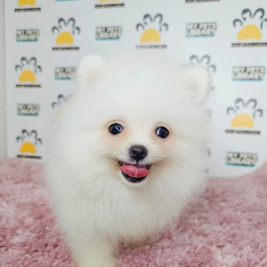 Tiny Pomeranian Puppy (Female) For Sale