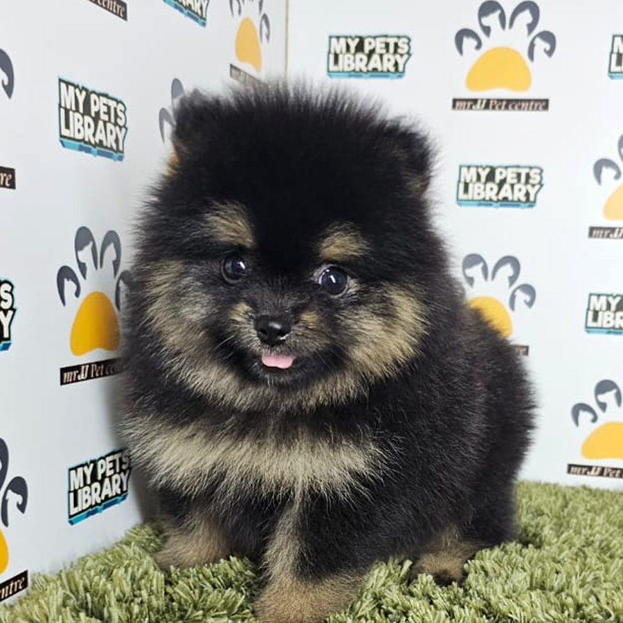 Tiny Pomeranian Puppy (Male) For Sale