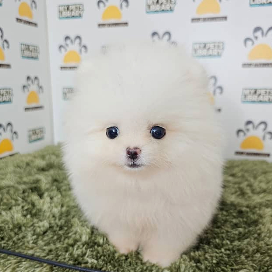 Tiny Pomeranian Puppy (Male) For Sale