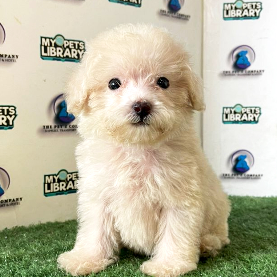Poodle Puppy (Female) For Sale