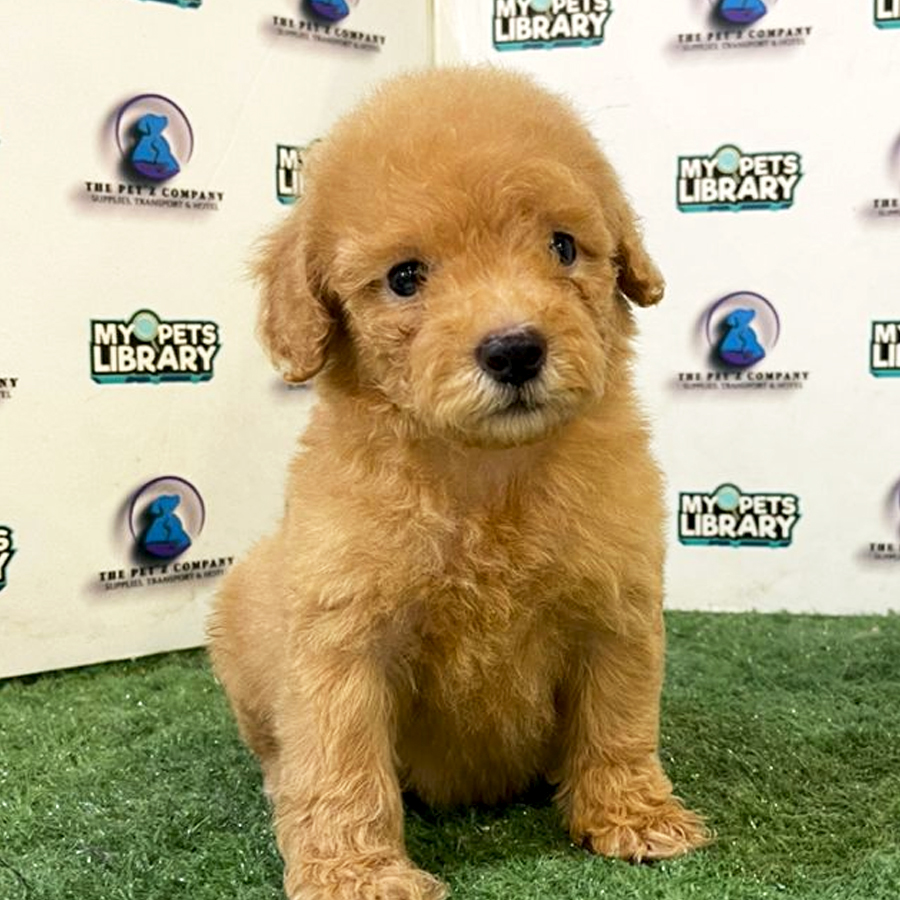 Poodle Puppy (Female) For Sale