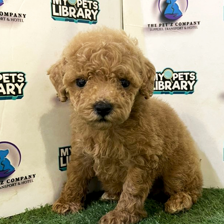 Poodle Puppy (Male) For Sale