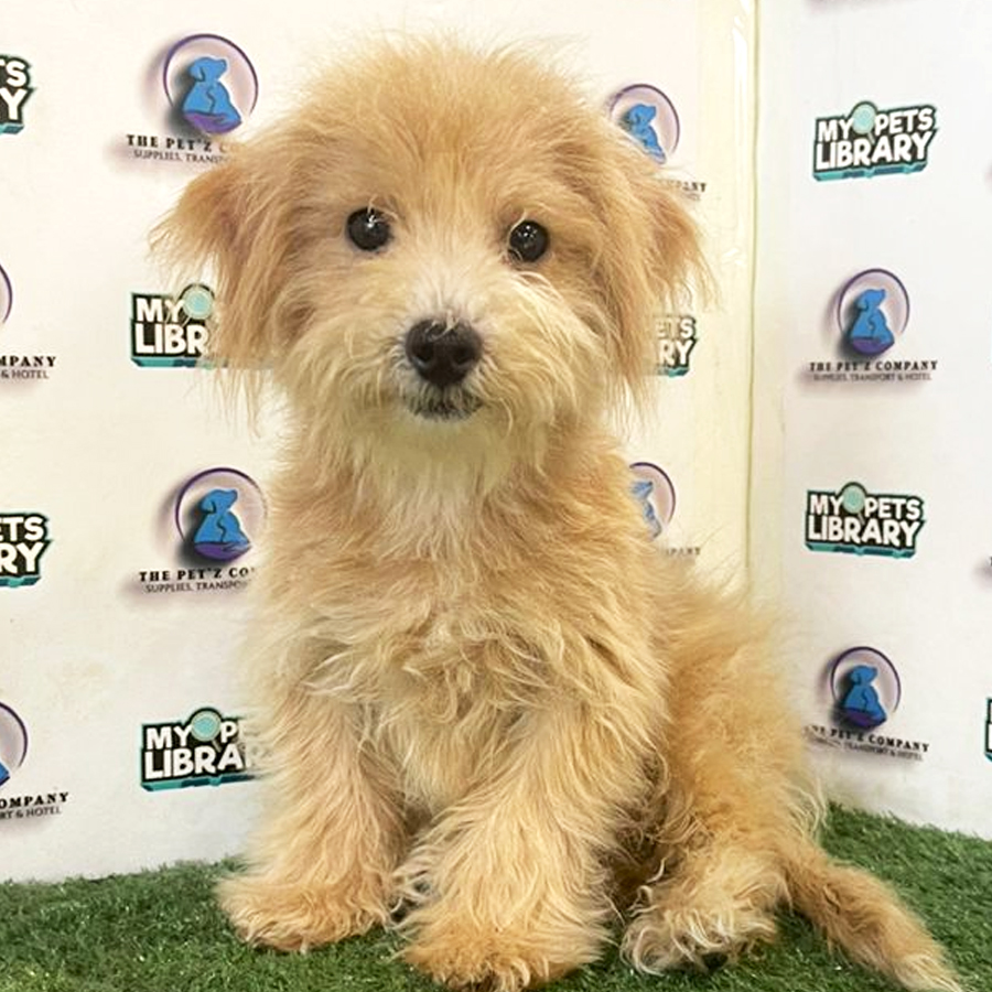 Maltipoo Puppy (Male) For Sale
