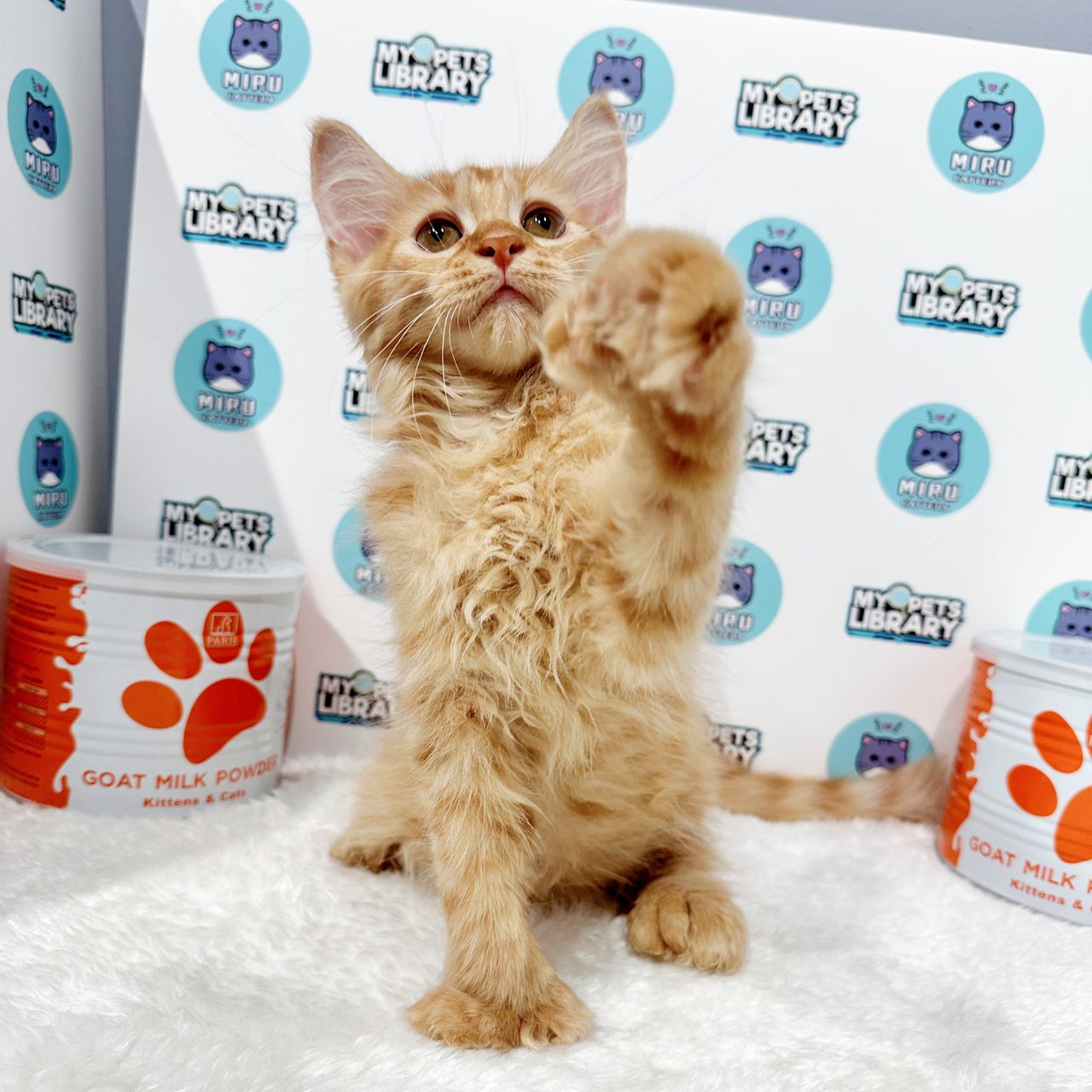 Maine Coon Kitten (Female) For Sale