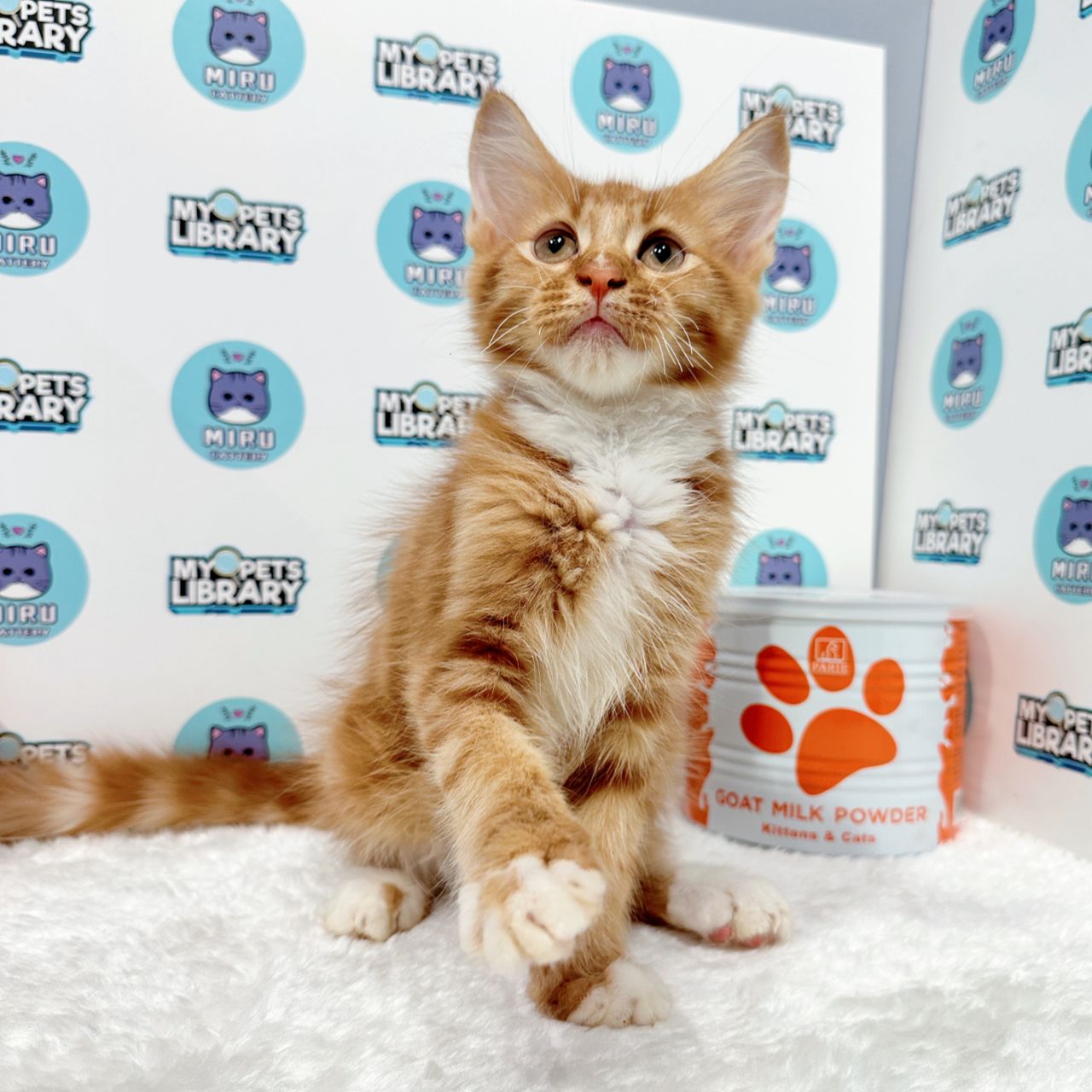 Maine Coon Kitten (Male) For Sale