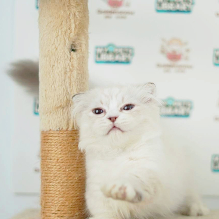 Munchkin Kilt Longhair Kitten (Male) For Sale