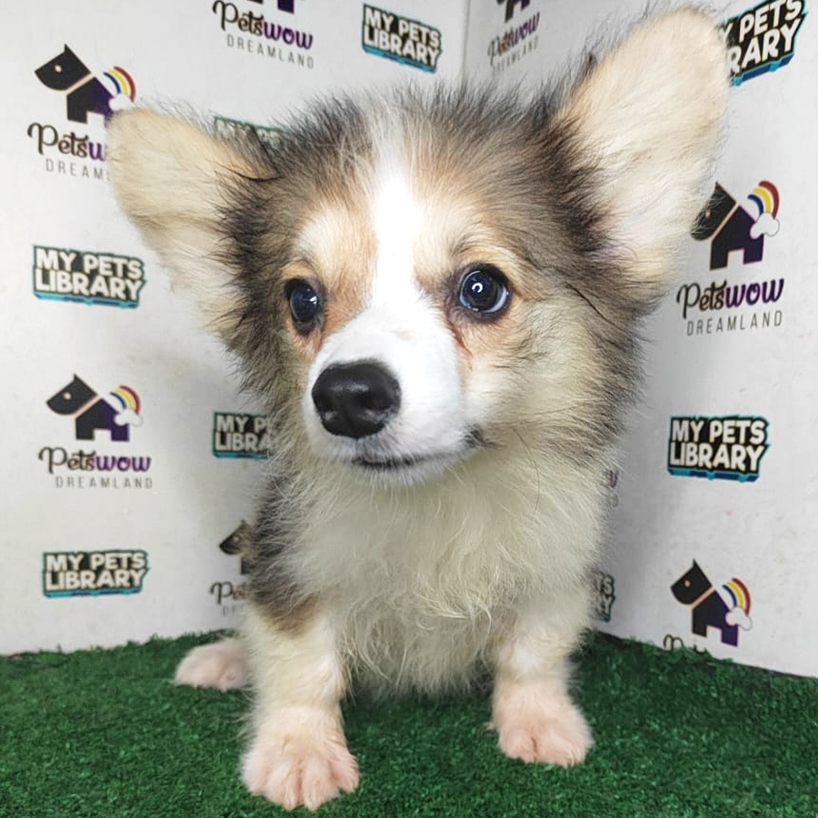 Long Coat Pembroke Welsh Corgi Puppy (Female) For Sale