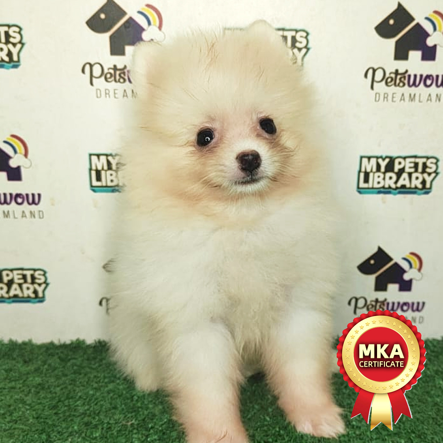 MKA Pomeranian Puppy (Male) For Sale
