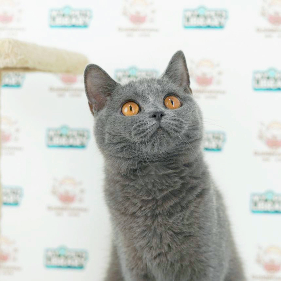 British Shorthair Kitten (Female) For Sale